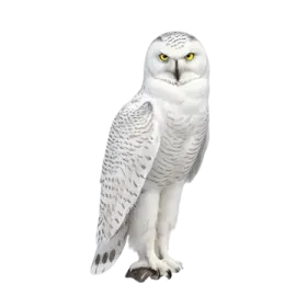 a snowy owl perched on a white background