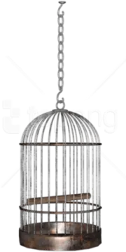 a bird in a cage on a white background
