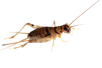 a close up of a cricket on a white background