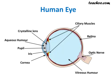 the human eye