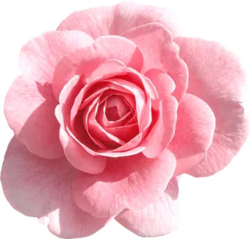 a pink rose flower on a white background