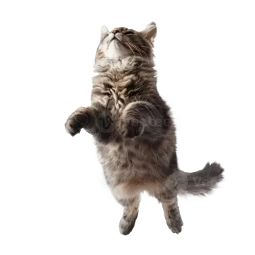 a cat standing on its hinds with its paws up