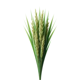 a bunch of wheat stalks