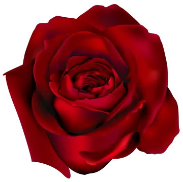 a red rose on a white background