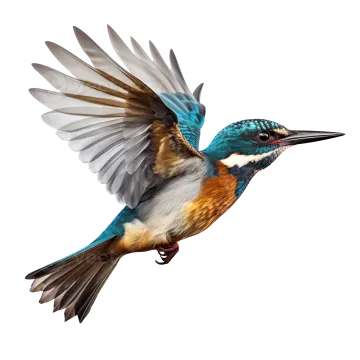 a bird with its wings spread out in the air