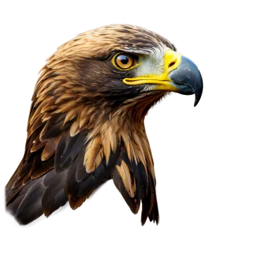 a close up of an eagle's head