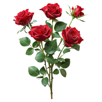 three red roses on a white background