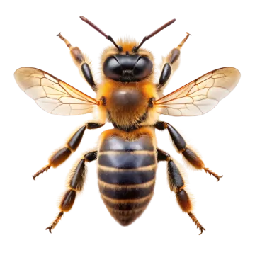 a bee on a white background