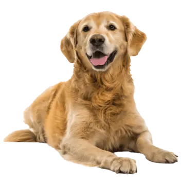 a golden retrieve dog laying on the floor
