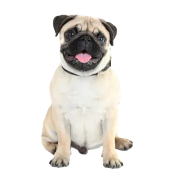 a small dog with its tongue sticking out