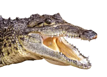 an alligator with its mouth open