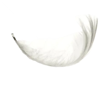 white feather on a white background