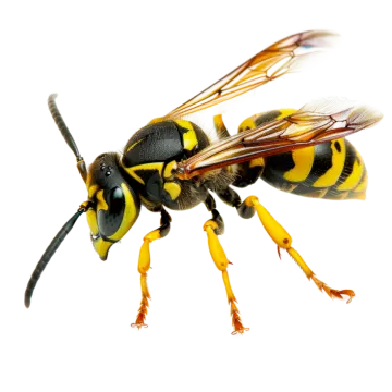 a close up of a bee on a white background