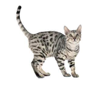 a black and white cat standing on a white background