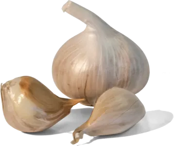 two garlic bulbs on a white background