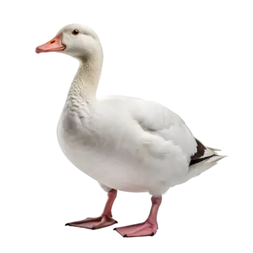 a white duck standing on its hinds