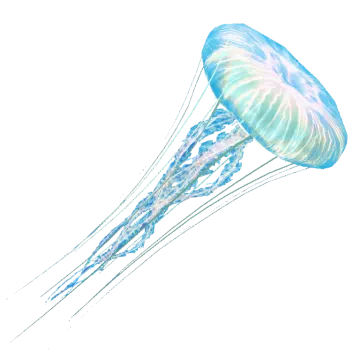 a jellyfish in the ocean