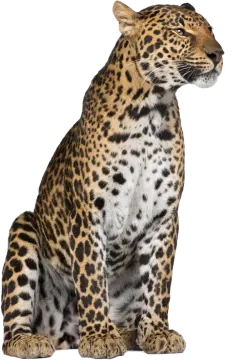 a leopard sitting in front of a white background