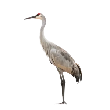 a crane standing in front of a white background