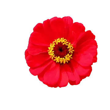 a red flower on a white background