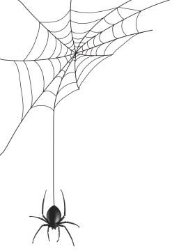 a spider with its web on the web