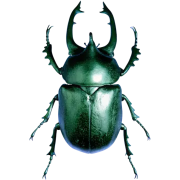 a green beetle on a white background