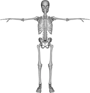 a skeleton is shown in this image