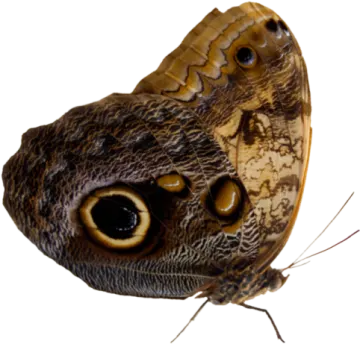a close up of a butterfly on a white background