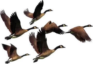 a group of birds flying in the air