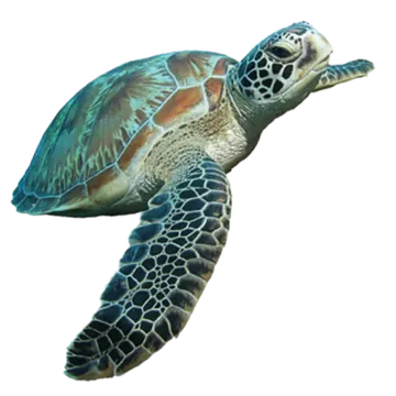 a green turtle swimming in the ocean