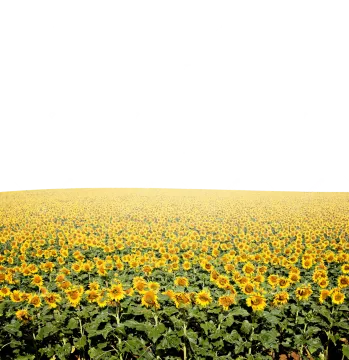 a field of sunflowers