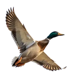a duck flying in the air with its wings spread