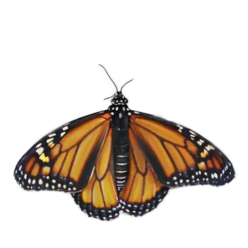 a monarch butterfly on a white background