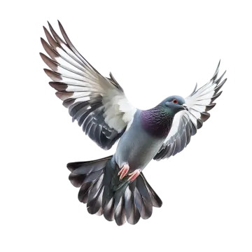a bird flying in the air with its wings spread