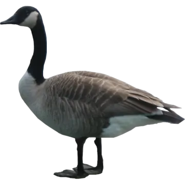a goose standing on the ground