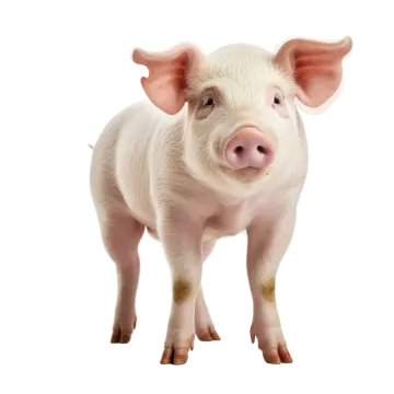 a small pig standing on a white surface