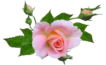 a pink rose on a white background
