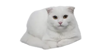 a white cat laying down on the floor