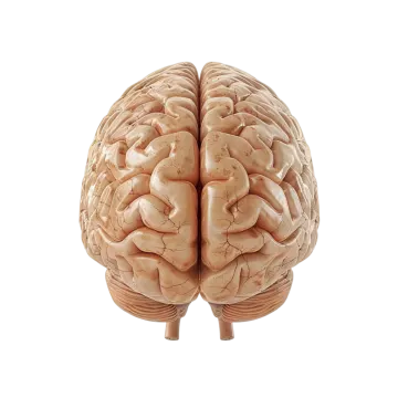 a model of the human brain