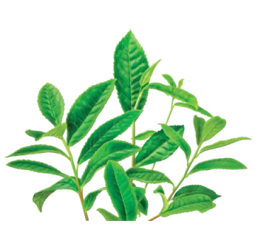 a plant with green leaves on it
