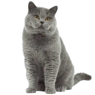 a gray cat sitting down and looking at the camera