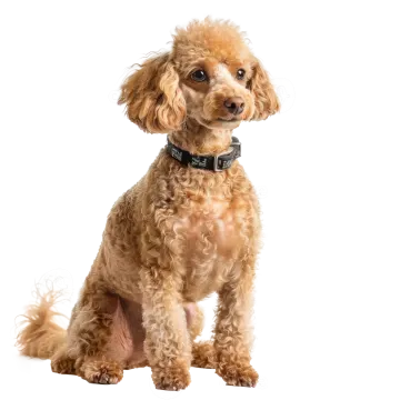 a small brown dog sitting on a white background
