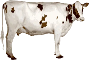 a cow standing in front of a white background