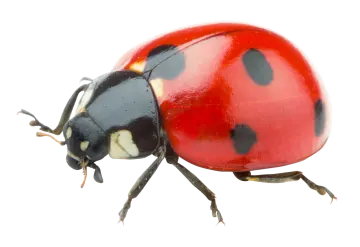 a ladybird beetle on a white background