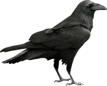 a black bird sitting on top of a white surface