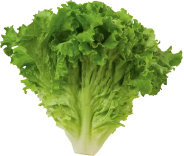 a close up of a green leafy vegetable