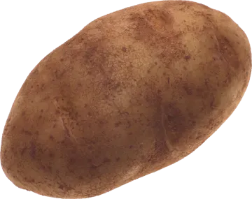 a potato on a white background
