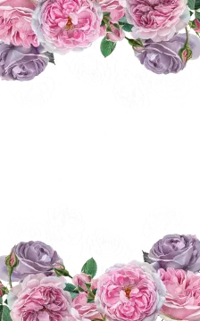 pink and purple roses on a white background