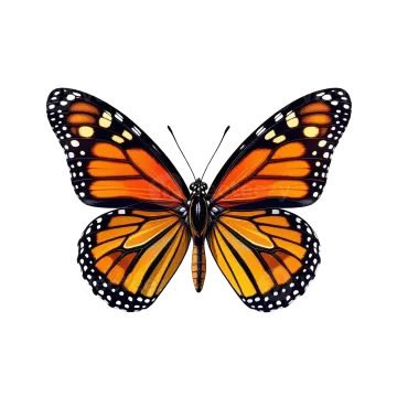 a monarch butterfly on a white background