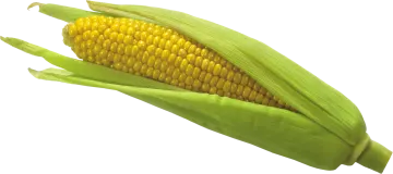 an ear of corn on a white background